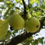 Wild apple genes still shape modern fruit, and that could matter for climate-ready crops