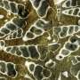 Unique fossil record of marine mollusks helps scientists predict extinction risk—before it's too late