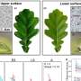 Oak leaves harbor distinct microbial worlds on their opposite surfaces