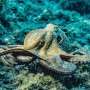 Ecological factors, not social behavior, explain brain size in cephalopods