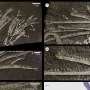 Oldest example of preserved tube feet reveals clues about the lives of 452-million-year-old sea lilies