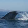 One blue whale song unlocks oceans of data