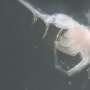 One of Canada's worst invasive species may have arrived naturally