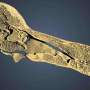 One of the world's only two complete dodo skulls reveals new clues about the extinct bird