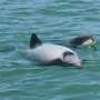 Passive acoustic monitoring reveals new insights on foraging activity of Hector's dolphins