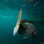 Patrolling males and waiting females—observing reproductive behavior of black sea bream in the wild
