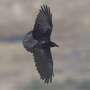 Raven personalities shape survival as human pressure grows at the Dead Sea