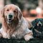 Pet loss is difficult for people—what about for other pets?
