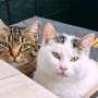 Study demonstrates the importance of emotional support from pets for vulnerable people