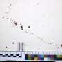 Ph.D. student's forensic review highlights need for standardized bloodstain pattern classification