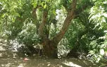 چند قرن زندگی در دل طبیعت؛ درخت گردوی هزارساله ایران ثبت ملی شد