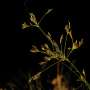Brazilian sedge reproduces sexually but without DNA reshuffling, producing genetic clones