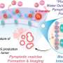 Light-activated electrolyte oxidizes water to promote tumor cell death
