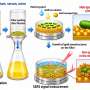 Plasmonic coating on bacterial surfaces paves the way for rapid sepsis diagnosis
