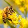 EU risks a crisis if it fails to halt pollinator loss, researchers warn