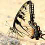 Pollinators keep a later calendar in human-modified landscapes, study finds