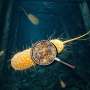 Bacteria turn dissolved uranium into stable compound in 130 days, study finds