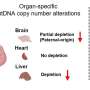 Preconception radiation exposure alters offspring mitochondrial DNA in an organ-specific manner