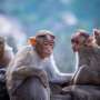 The way primates parent their young shows how strict labels like parenting styles miss the mark