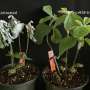 Primed and ready to fight, a nematode pheromone arms plants to battle pathogens