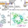 Little-known protein helps the body restrain scar-forming signals