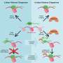 Key protein for cells' gene regulation needs a chaperone to do its job