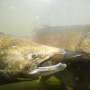 Quiet, please: Hatchery salmon raised amid noise are less likely to return to spawn