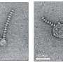 Some bacteria build internal 'power cables' to extend respiration beyond the cell membrane