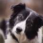 What is your dog really saying? AI is helping researchers decode animal communication
