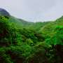 Natural forest regrowth offers a lower-cost path to climate and biodiversity goals