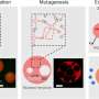 Random mutations turn RNA droplets into cell-like structures that move and store cargo