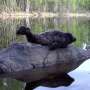 Reference genome of the Saimaa ringed seal released