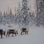 How reindeer herds, nature and Sámi culture can thrive when forests are restored across northern Europe