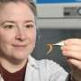 Researchers aim for hardier herds of worms for productive, resilient farming practice