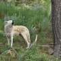 Conservation genomics faces growing calls to center Indigenous knowledge and data rights