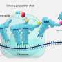 Reworked tRNAs enable protein design with up to 34 amino acids