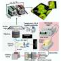 New cell imaging method measures protein folding in living organelles