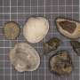 Researchers link the mass extinction of once-dominant marine groups to intolerable heat, diminished oxygen in oceans