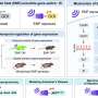 Molecular electromagnetic sensor may enable remote-controlled gene therapy