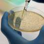 New biofilm mechanism in Bacillus cereus could reveal vulnerabilities in food poisoning bacterium
