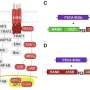 Added receptor helps CAR T cells stay in bone marrow in cancer mouse models