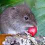 Ancestral variation, not new mutations, may impact survival of species facing climate change