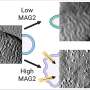 Unexpected E. coli response may complicate peptide-based antibiotic combinations