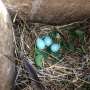 Why many birds add fresh plants to their nests remains unclear despite signs of healthier offspring