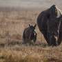 Scarce emergence of new species drove the decline of African megaherbivores, study suggests