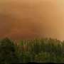 Robin study suggests fleeing isn't necessarily wildlife's first response to wildfire smoke
