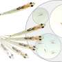 Virtual reality reveals glassfish synchronize through split-second copying of single neighbors