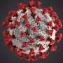 Early human embryonic cells may be vulnerable to SARS-CoV-2 infection