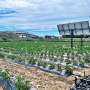 Agrovoltaic systems can save water, generating energy and making tomato cultivation more sustainable at the same time