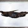 New species of ghost shark may have been found in Costa Rica